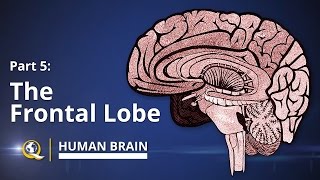 How to Improve Frontal Lobe Function [upl. by Anton]