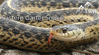 The Eastern Garter Snake Everything You Need To Know [upl. by Aipotu984]