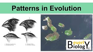 Patterns in Evolution updated [upl. by Lillywhite]