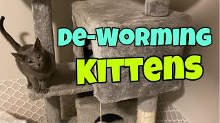 Deworming Kittens [upl. by Nashner252]