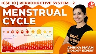 The Reproductive System L2  Menstrual Cycle  Vedantu ICSE Biology Class 10  Vedantu910 [upl. by Saimerej527]