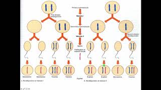 Cytogenetics II Abnormal Chromosome Number [upl. by Viccora864]