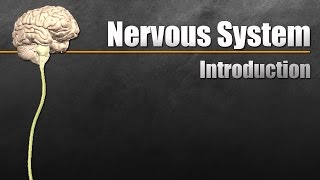 The Nervous System In 9 Minutes [upl. by Iinde548]