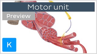 Motor unit motor neurons and skeletal muscle fibers preview  Human Histology  Kenhub [upl. by Douville]