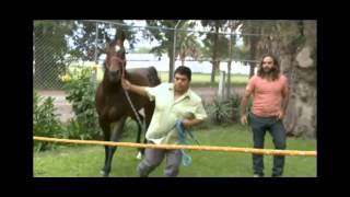 El Domador De Caballos · Allens Cash [upl. by Lelah]