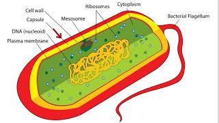 Bacteria Cell Structure [upl. by Ternan464]