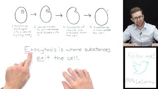 What is Exocytosis [upl. by Halfdan]