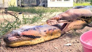 Python Anaconda FIGHT over LIVE Squirrel  Eaten by Winner [upl. by Angeline]