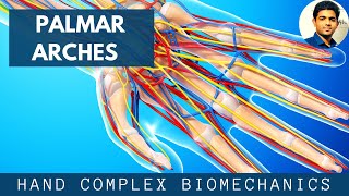 PALMAR ARCHESHAND BIOMECHANICS [upl. by Bakki]