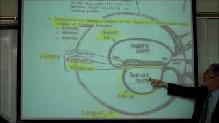 INTRO TO HUMAN EMBRYOLOGY PART 1 by Professor Fink [upl. by Agathy878]