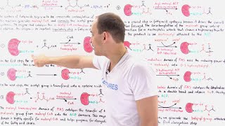 Fatty Acid Synthesis [upl. by Eentrok]