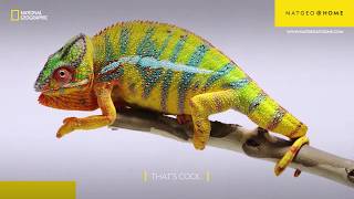 How do Chameleons Change Colour  Today I Learned  NatGeoHome [upl. by Auqinat]