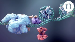 Bacterial Adaptive Immunity with CRISPRCas9 [upl. by Rider]