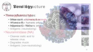 Influenza Epidemiology and Viral Structure [upl. by Older882]