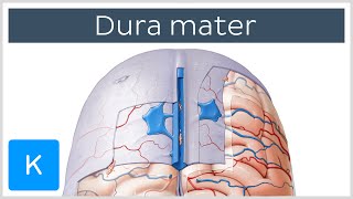 Cerebellum  Gross anatomy  Parts  Relations  Applied Anatomy [upl. by Aifos]