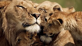 The Strongest LION PRIDE in Luangwa Valley  National Geographic Documentary 2020 Full HD 1080p [upl. by Mira]