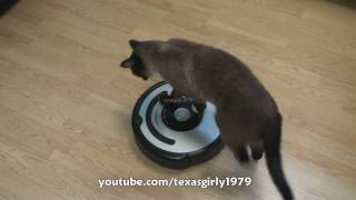 Cat shows HOW TO use iRobot Roomba Vacuum [upl. by Haimerej535]