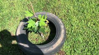 Planting Sugar Maple Tree amp Information [upl. by Arreyt637]