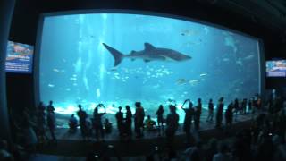 Georgia Aquarium Virtual Tour 1080p HD [upl. by Rodavlas]