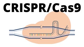 How CRISPR lets you edit DNA  Andrea M Henle [upl. by Adnalra]