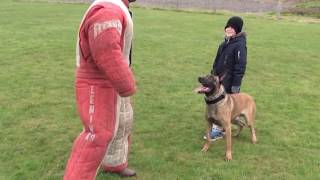 personal  family protection dog training [upl. by Adlesirc572]