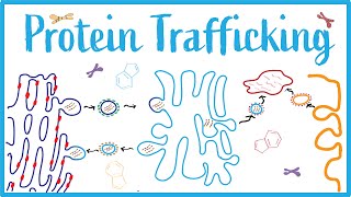 Protein Trafficking ICell Disease Clathrin Vesicular Transport amp Protein Modifications [upl. by Fatsug]