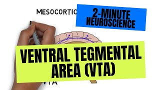 2Minute Neuroscience Ventral Tegmental Area VTA [upl. by Effy]