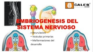 Neuroanatomía  Embriogénesis del Sistema Nervioso Part I [upl. by Ranie]