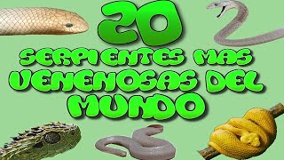 Las 20 Serpientes Mas Venenosas del Mundo HD [upl. by Netsoj]