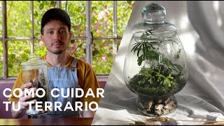 Cómo cuidar tu terrario luz mantenimiento y agua [upl. by Yrdua]