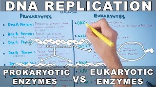 DNA Replication  Prokaryotic vs Eukaryotic Enzymes [upl. by Sharline]