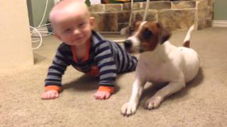 Jack Russell Dog teaches baby to crawl [upl. by Acirretal916]