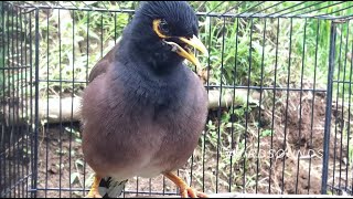 Call or Song of Male amp Female common Myna Acridotheres tristis BirdSounds [upl. by Carissa]