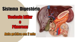 Sistema Digestório  Vesícula biliar e Pâncreas  Anatomia Humana [upl. by Hanser142]