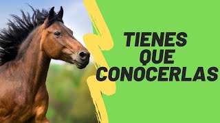 Las 6 enfermedades mas comunes en los caballos [upl. by Carmen]