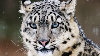 10 Incredible Facts About the Snow Leopard [upl. by Elleinwad964]