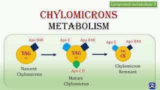 21Chylomicrons Metabolism  Lipid Metabolism  Biochemistry  NJOY Biochemistry [upl. by Aieken77]