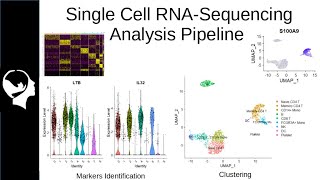 Clustering and Markers Identification for ScRNASeq  Seurat Package Tutorial [upl. by Accebor116]