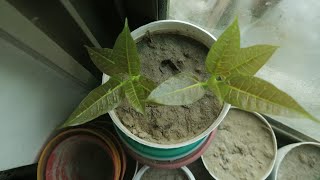 How To Grow Pistachio Pista From SeedsGrow Pista plant Grow Pista Tree [upl. by Oliviero348]