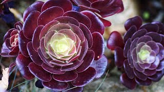 AEONIUM SUCCULENT PROPAGATION FROM CUTTINGS [upl. by Assile359]