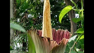 2019 Corpse Flower Timelapse [upl. by Naneik]