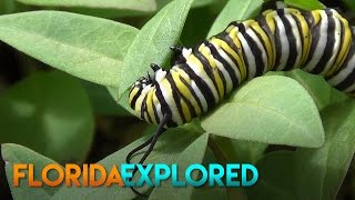 Monarch Caterpillar Eating Leaves  Florida Explored [upl. by Hubsher899]