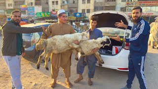 New car mein dumbey daal rahey hain 😳🐑 Gaari gandi hojaegi saari [upl. by Tristas618]