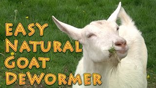 At Home Natural Goat DeWormer Goat Basics 101 [upl. by Carrie708]