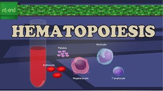 HEMATOPOIESIS or HEMOPOIESIS [upl. by Habeh]