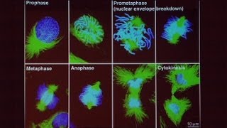 Genes Genomes and Human Disease Part 1 [upl. by Otilopih]