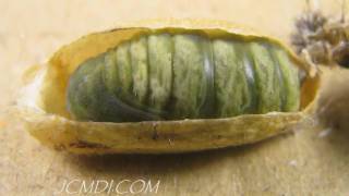 Hidden Nature Silkmoth Metamorphosis Pupation HD Timelapse V05248 [upl. by Anival]