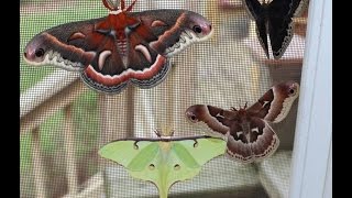 Giant Moths [upl. by Ameerahs]