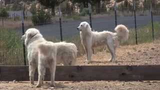 Maremma dogs guard goats near Terrebonne [upl. by Merrel]