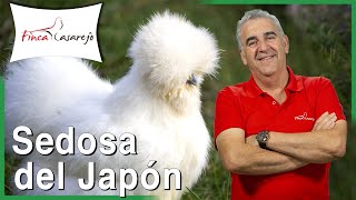 Curiosidades sobre la Gallina Sedosa del Japón o Silkie Chicken 😍 [upl. by Airotkiv]